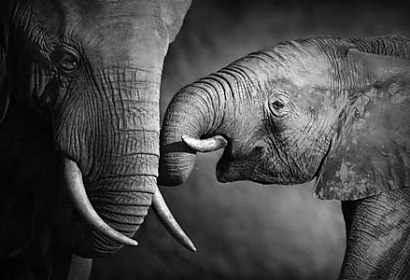 Fototapeta Elephants 4027